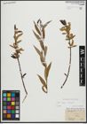 Foto von Salix alba L. x Salix fragilis L.